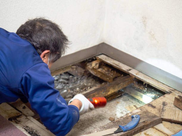 Best Best Mold Removal Companies  in Depoe Bay, OR