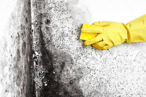Mold Testing and Removal in Depoe Bay, OR