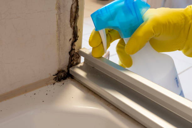 Best Affordable Mold Removal  in Depoe Bay, OR