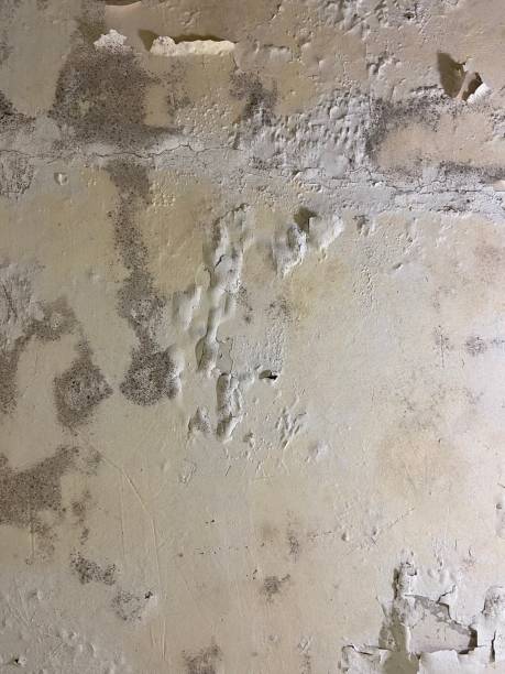 Best Toxic Mold Removal  in Depoe Bay, OR